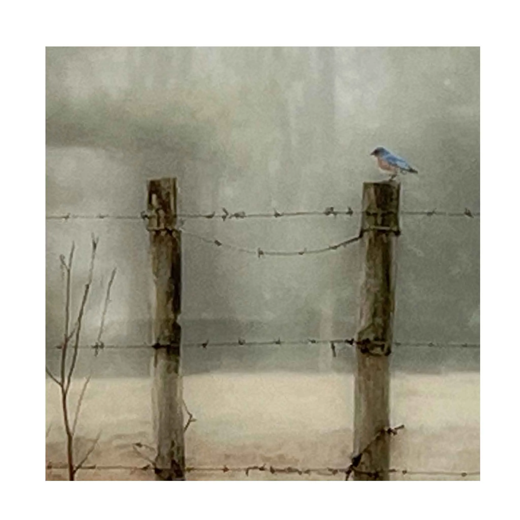 ECC Early Morning Eastern Bluebird Print with Frame