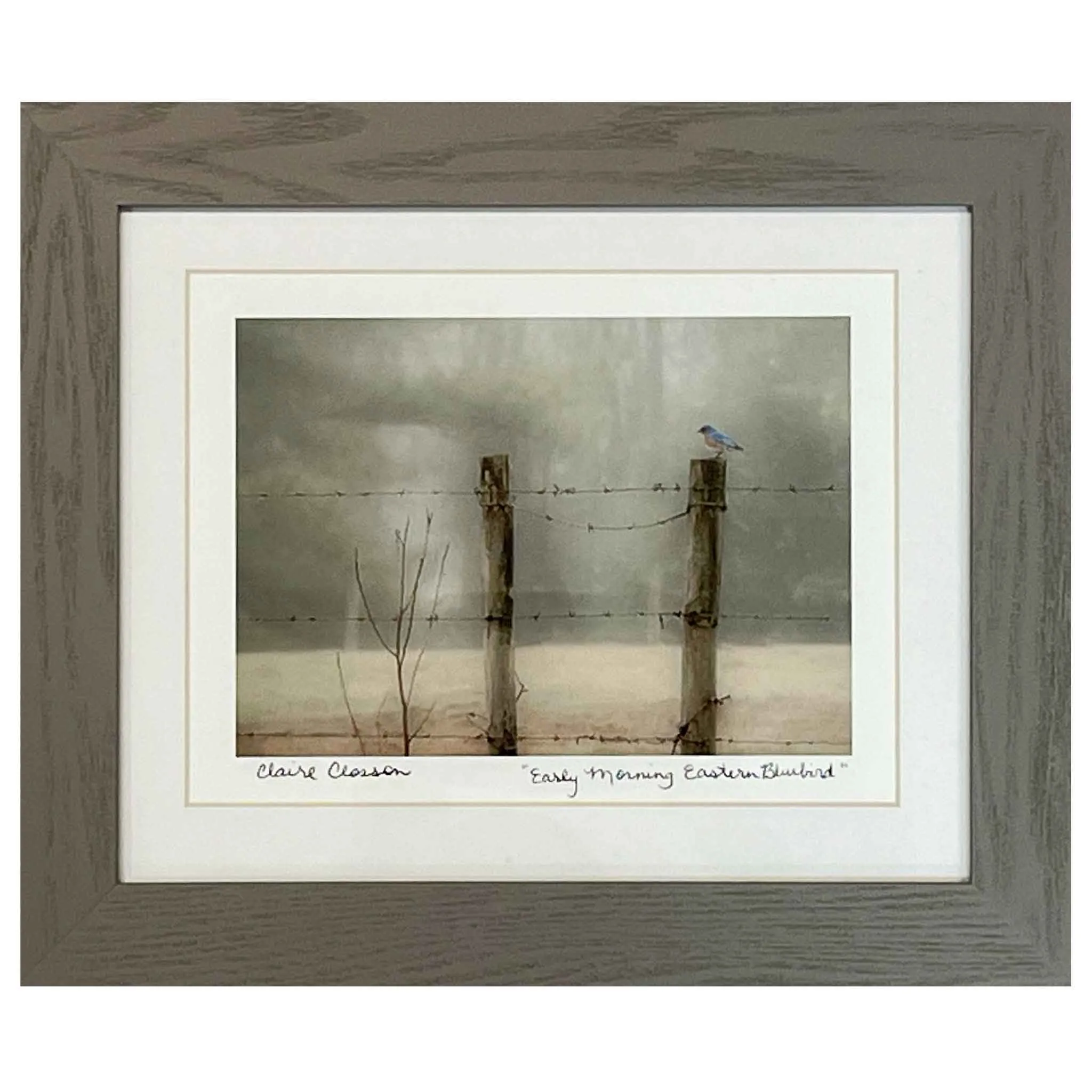 ECC Early Morning Eastern Bluebird Print with Frame